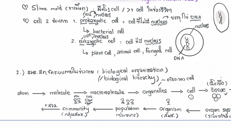 ทดสอบวีดีโอชีววิทยา ม.4